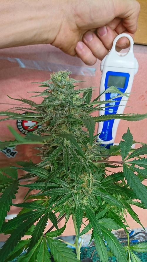 Critical Mass Nitro Vero 29 Pro 330W. Week 5