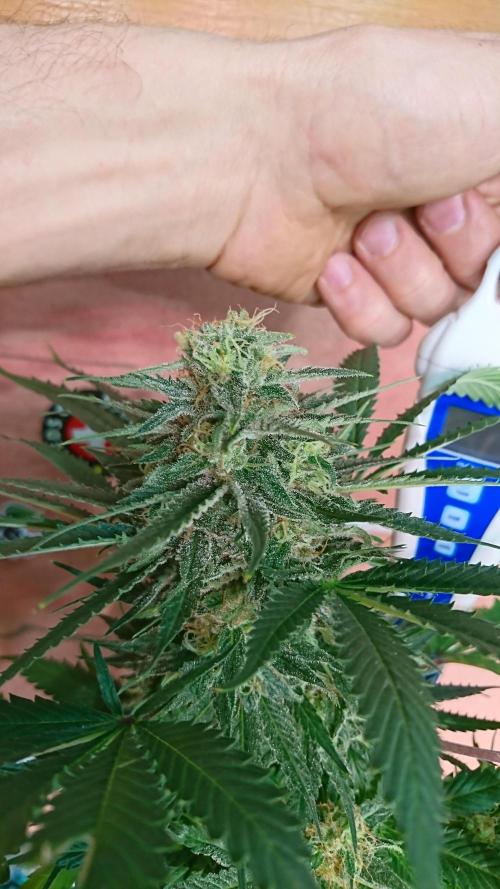 Critical Mass Nitro Vero 29 Pro 330W. Week 5