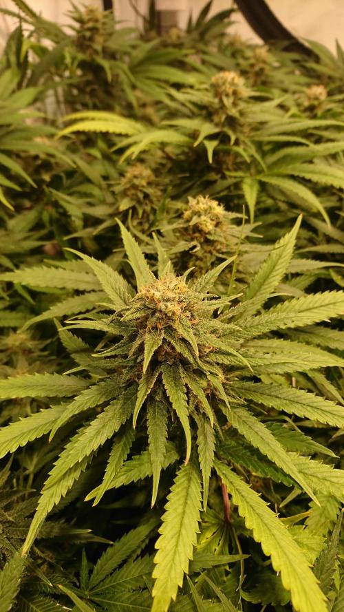 Critical Mass Nitro Vero 29 Pro 330W. Week 5