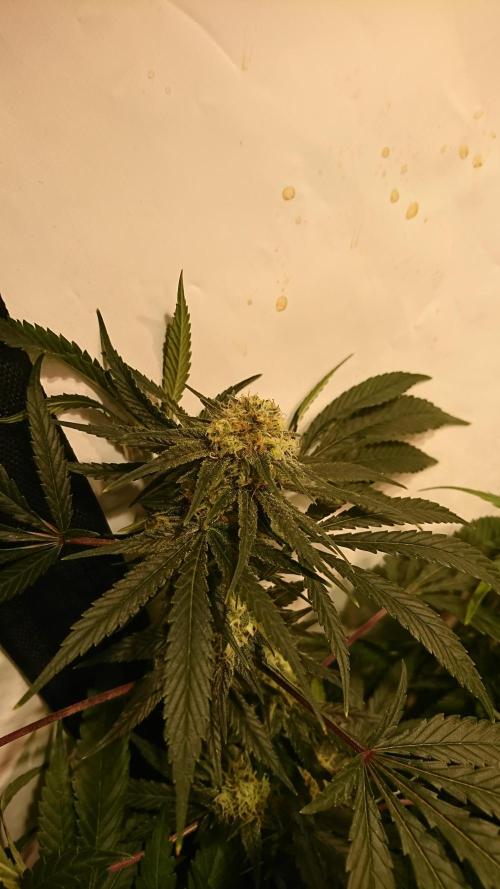 Critical Mass Nitro Vero 29 Pro 330W. Week 5