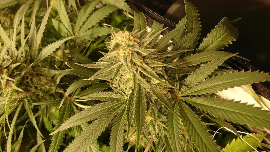 Critical Mass Nitro Vero 29 Pro 330W. Week 5