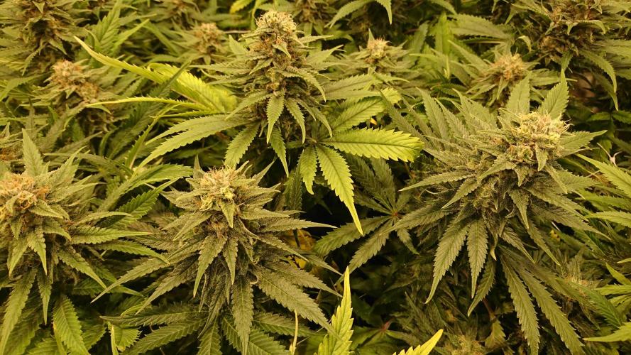 Critical Mass Nitro Vero 29 Pro 330W. Week 5