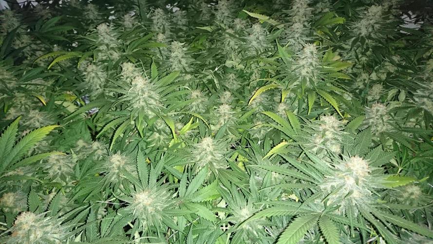 Critical Mass Nitro Vero 29 Pro 330W. Week 5