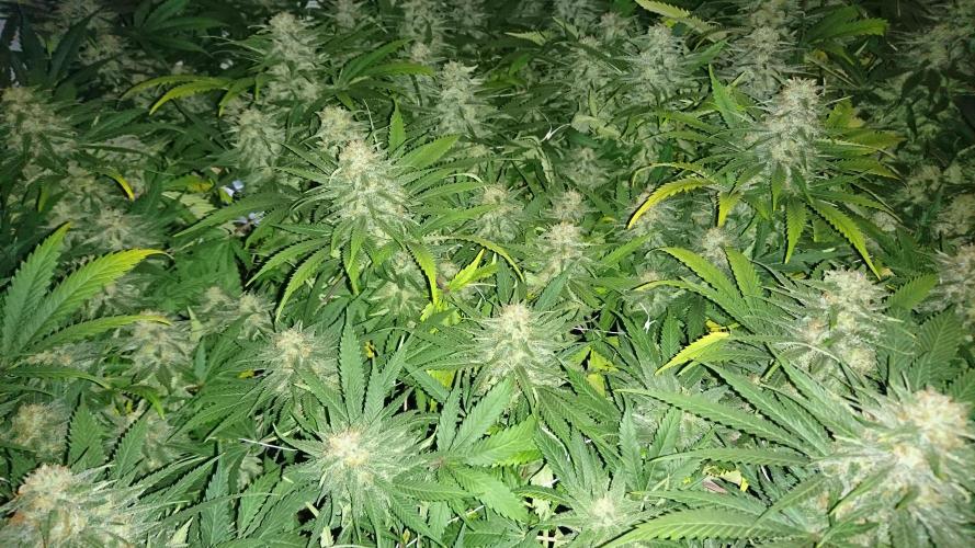 Critical Mass Nitro Vero 29 Pro 330W. Week 5