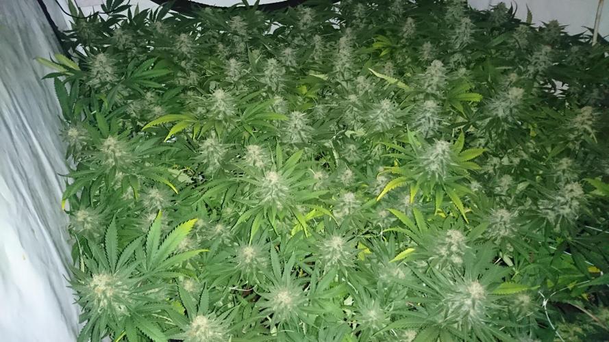 Critical Mass Nitro Vero 29 Pro 330W. Week 5