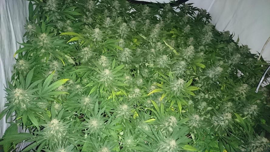 Critical Mass Nitro Vero 29 Pro 330W. Week 5