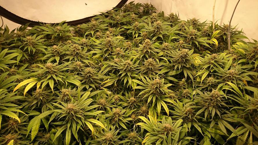 Critical Mass Nitro Vero 29 Pro 330W. Week 6