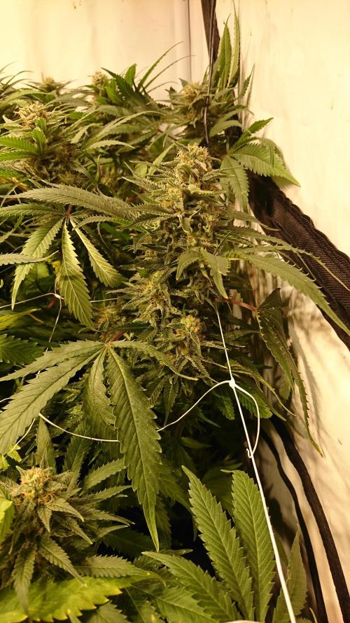 Critical Mass Nitro Vero 29 Pro 330W. Week 6