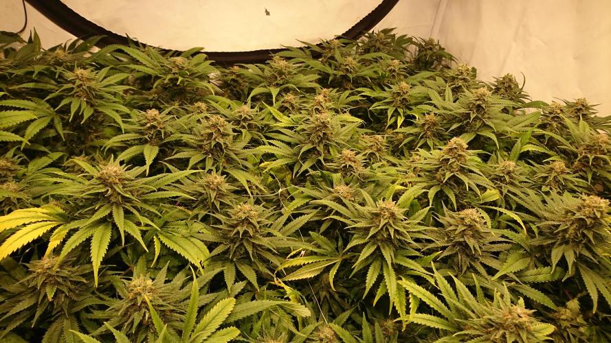 Critical Mass Nitro Vero 29 Pro 330W. Week 6