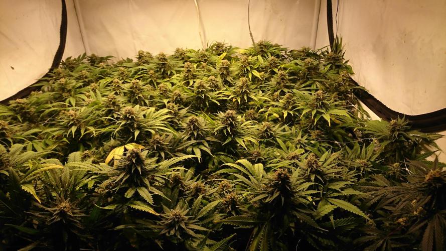 Critical Mass Nitro Vero 29 Pro 330W. Week 6