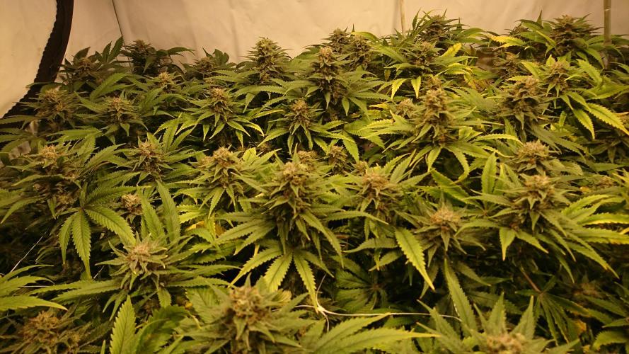 Critical Mass Nitro Vero 29 Pro 330W. Week 6