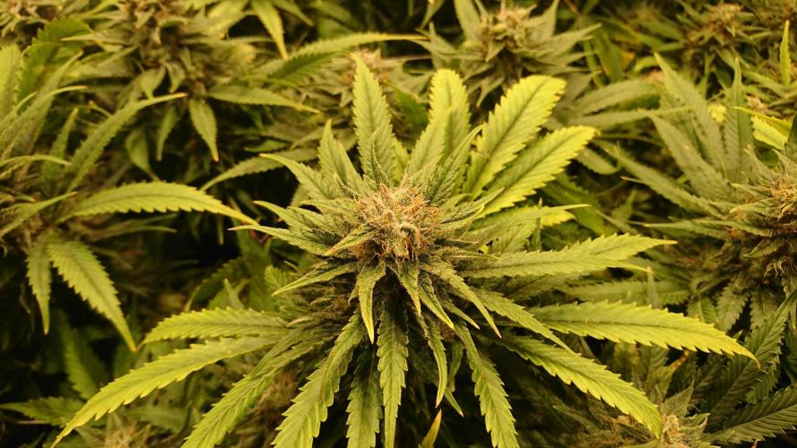 Critical Mass Nitro Vero 29 Pro 330W. Week 6