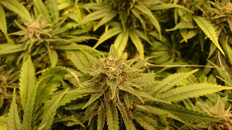 Critical Mass Nitro Vero 29 Pro 330W. Week 6