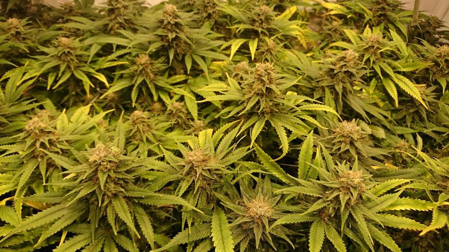 Critical Mass Nitro Vero 29 Pro 330W. Week 6