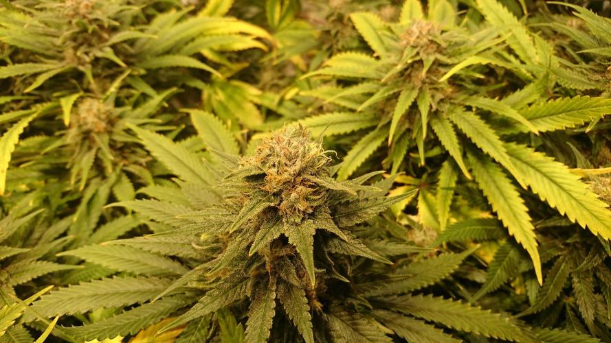 Critical Mass Nitro Vero 29 Pro 330W. Week 6