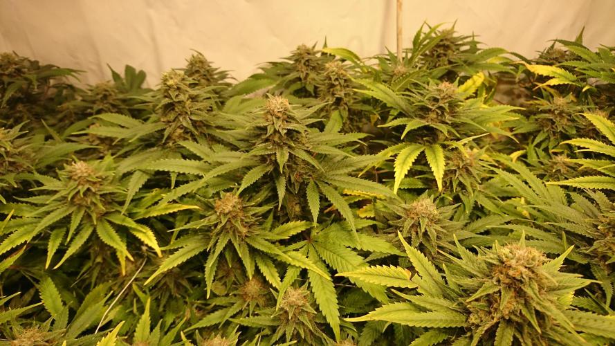 Critical Mass Nitro Vero 29 Pro 330W. Week 6