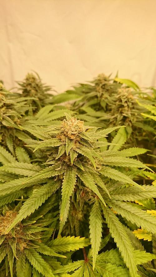 Critical Mass Nitro Vero 29 Pro 330W. Week 6