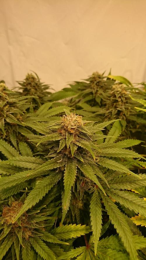 Critical Mass Nitro Vero 29 Pro 330W. Week 6