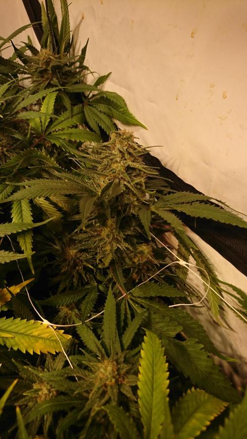 Critical Mass Nitro Vero 29 Pro 330W. Week 6