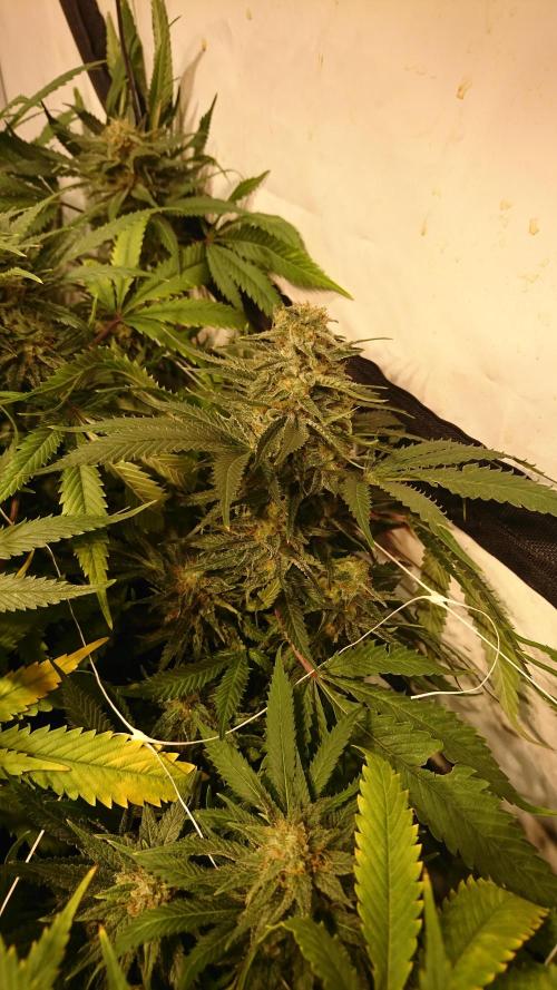 Critical Mass Nitro Vero 29 Pro 330W. Week 6