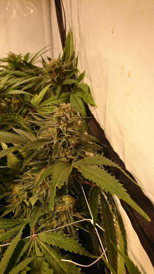 Critical Mass Nitro Vero 29 Pro 330W. Week 6