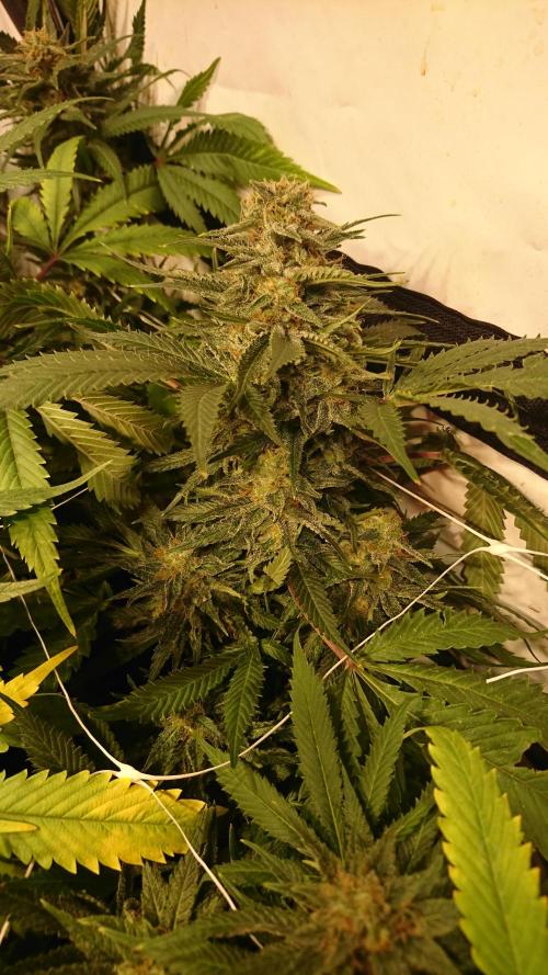 Critical Mass Nitro Vero 29 Pro 330W. Week 6