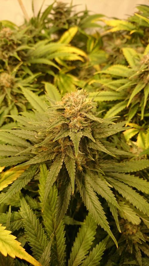 Critical Mass Nitro Vero 29 Pro 330W. Week 6