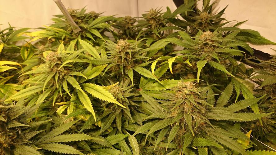 Critical Mass Nitro Vero 29 Pro 330W. Week 6