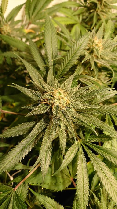 Critical Mass Nitro Vero 29 Pro 330W. Week 7