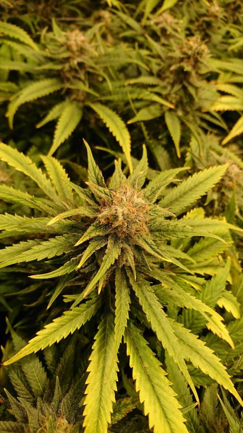 Critical Mass Nitro Vero 29 Pro 330W. Week 7