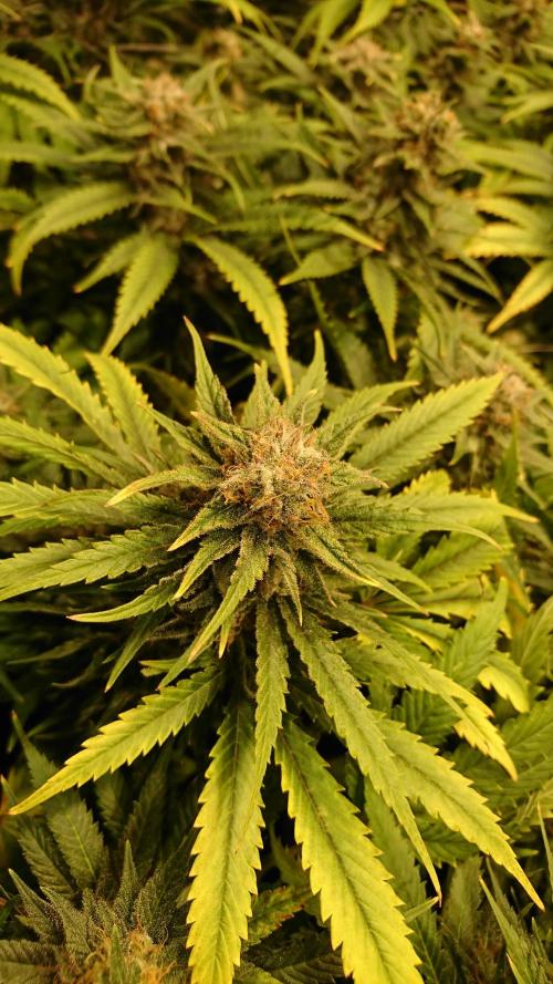 Critical Mass Nitro Vero 29 Pro 330W. Week 7