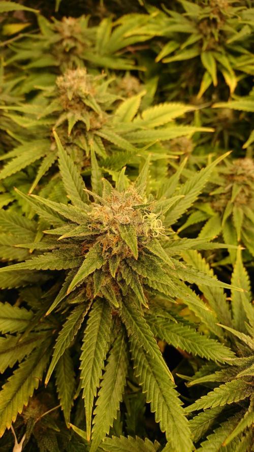 Critical Mass Nitro Vero 29 Pro 330W. Week 7