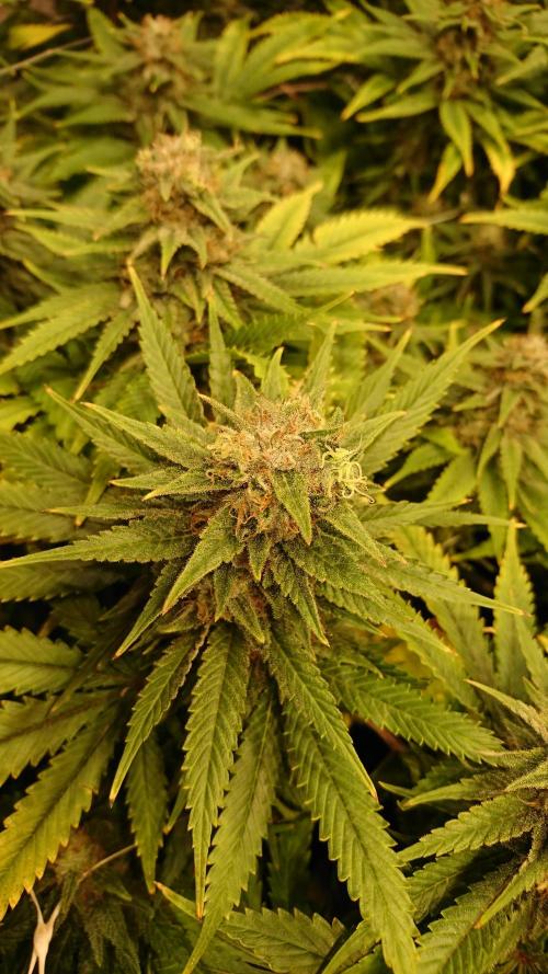 Critical Mass Nitro Vero 29 Pro 330W. Week 7