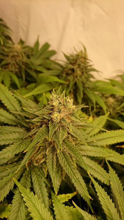 Critical Mass Nitro Vero 29 Pro 330W. Week 7