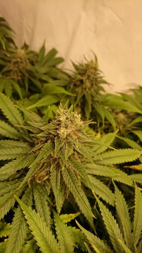 Critical Mass Nitro Vero 29 Pro 330W. Week 7