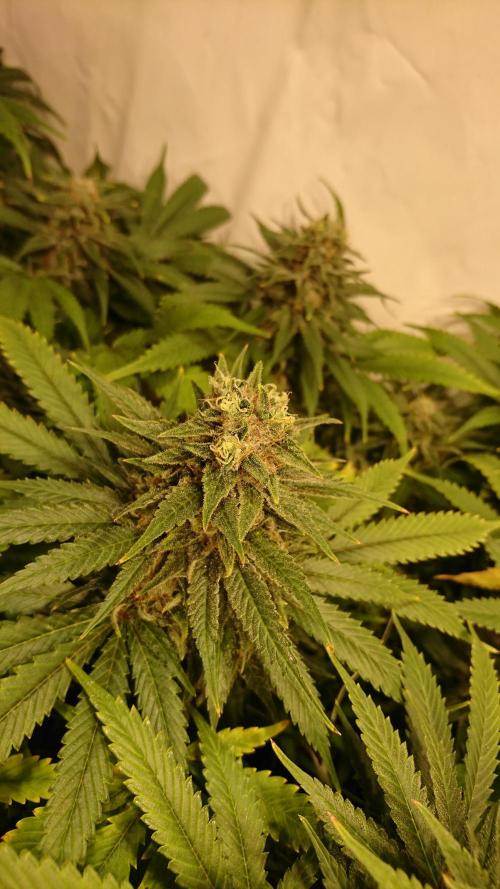 Critical Mass Nitro Vero 29 Pro 330W. Week 7