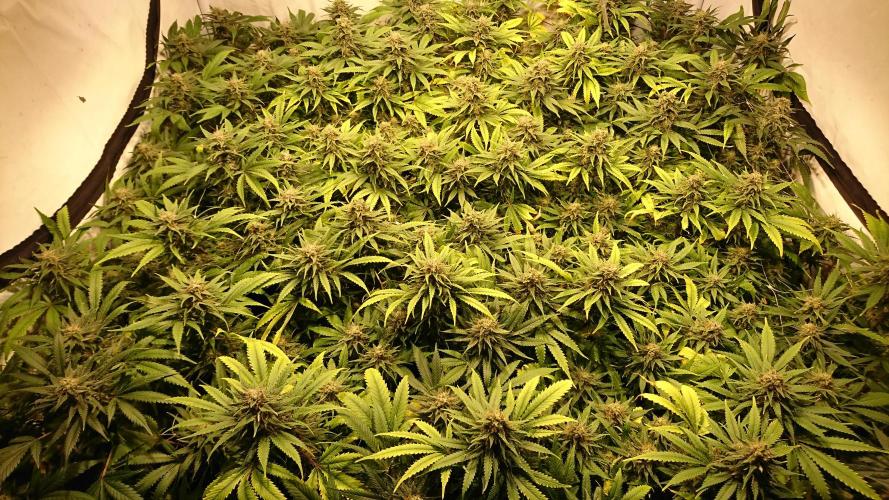 Critical Mass Nitro Vero 29 Pro 330W. Week 7