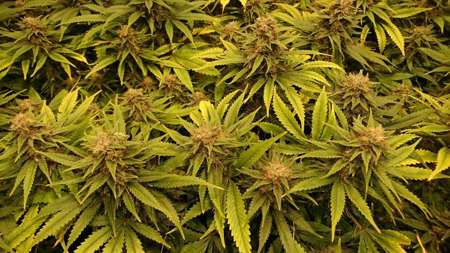 Critical Mass Nitro Vero 29 Pro 330W. Week 7