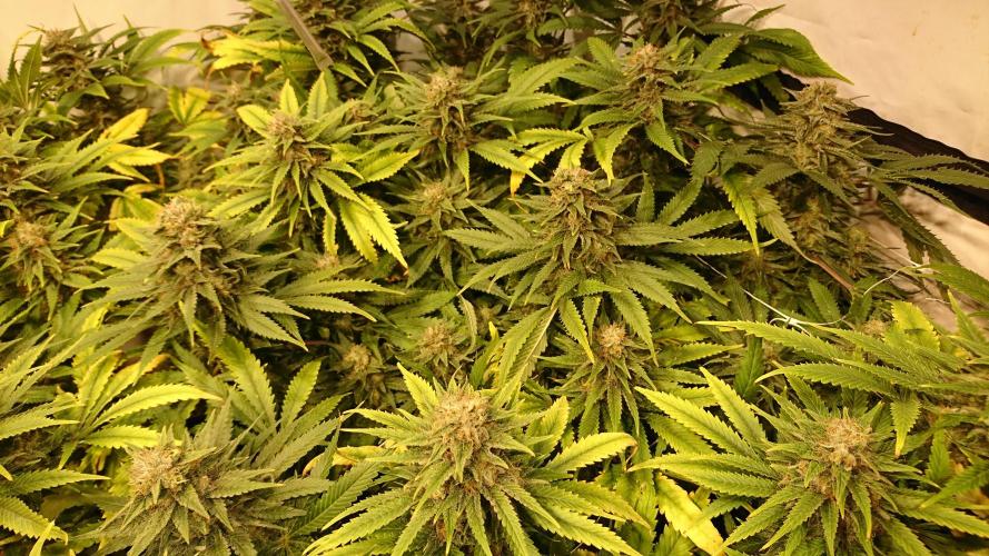 Critical Mass Nitro Vero 29 Pro 330W. Week 7