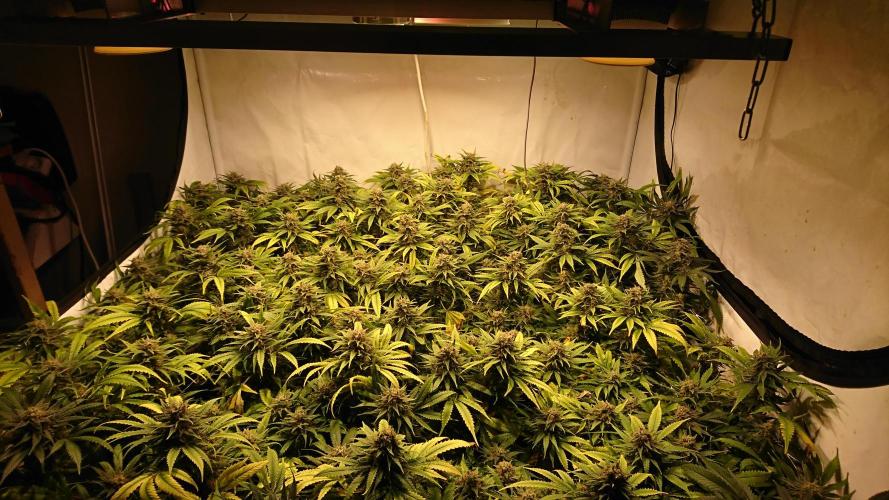 Critical Mass Nitro Vero 29 Pro 330W. Week 8