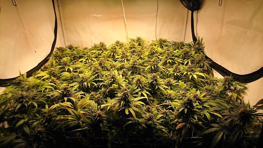 Critical Mass Nitro Vero 29 Pro 330W. Week 8