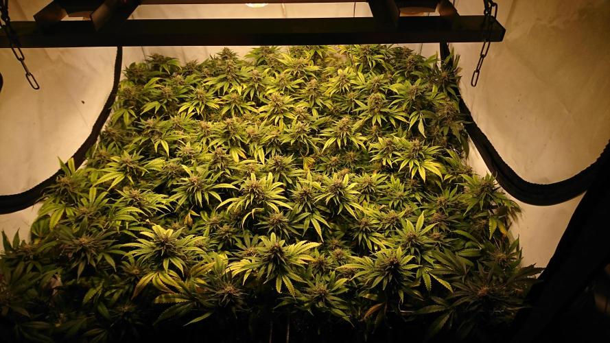 Critical Mass Nitro Vero 29 Pro 330W. Week 8