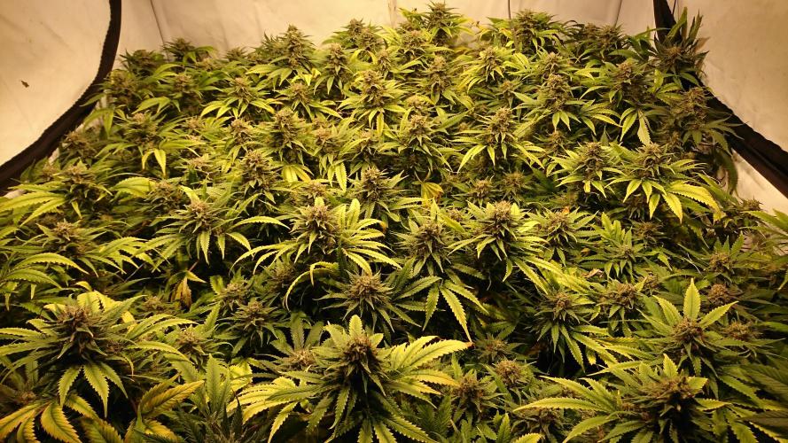 Critical Mass Nitro Vero 29 Pro 330W. Week 8