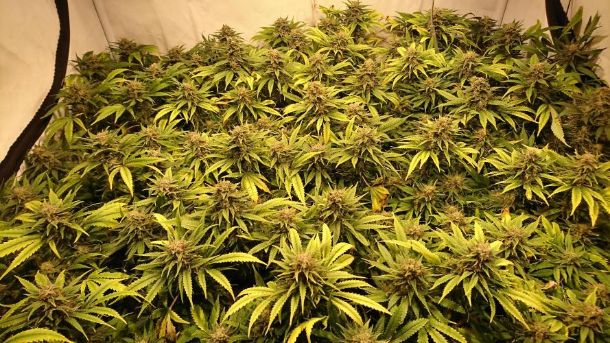 Critical Mass Nitro Vero 29 Pro 330W. Week 8