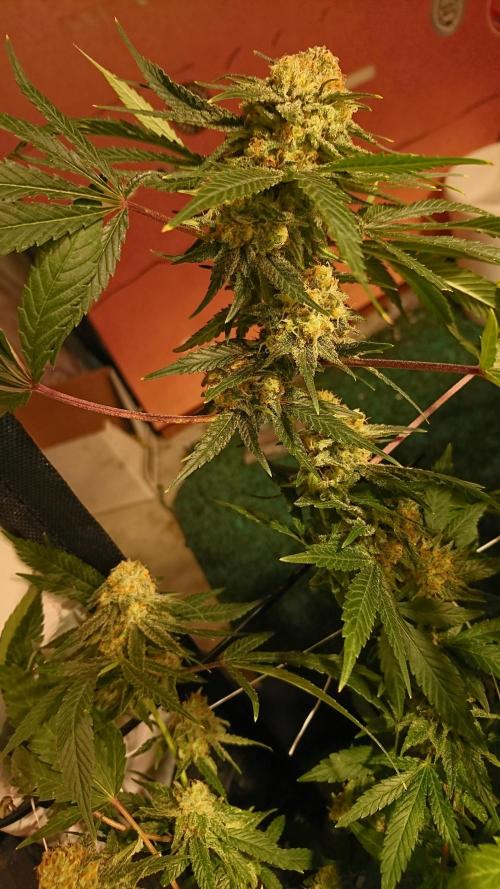 Critical Mass Nitro Vero 29 Pro 330W. Week 8