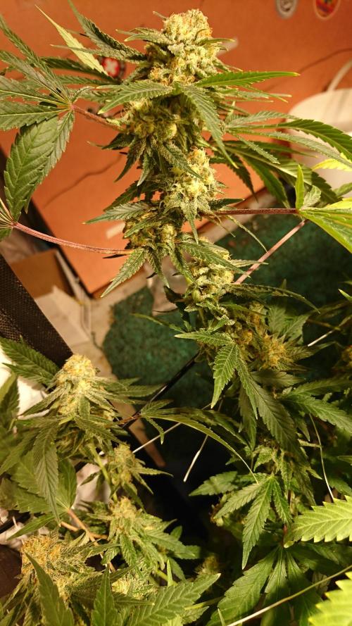 Critical Mass Nitro Vero 29 Pro 330W. Week 8