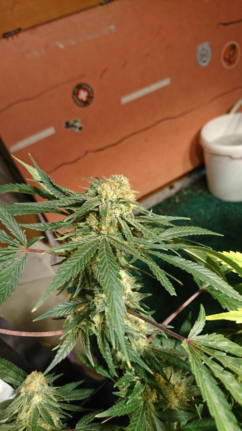 Critical Mass Nitro Vero 29 Pro 330W. Week 8