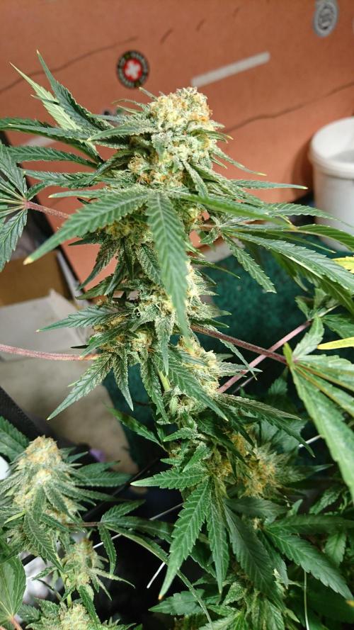 Critical Mass Nitro Vero 29 Pro 330W. Week 8