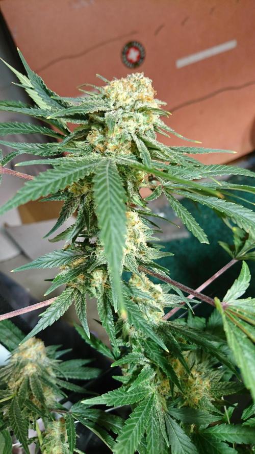 Critical Mass Nitro Vero 29 Pro 330W. Week 8