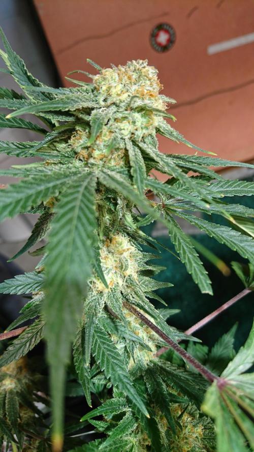 Critical Mass Nitro Vero 29 Pro 330W. Week 8